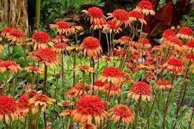Orange Red Echinacea Secret Lust Wildflower Seeds for Planting -Hierloom Flower Seeds,GMO Free Seeds - Red for planting in home garden